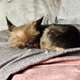 Daisy, happily napping after a haircut, basking in no longer having to wear a tracker.